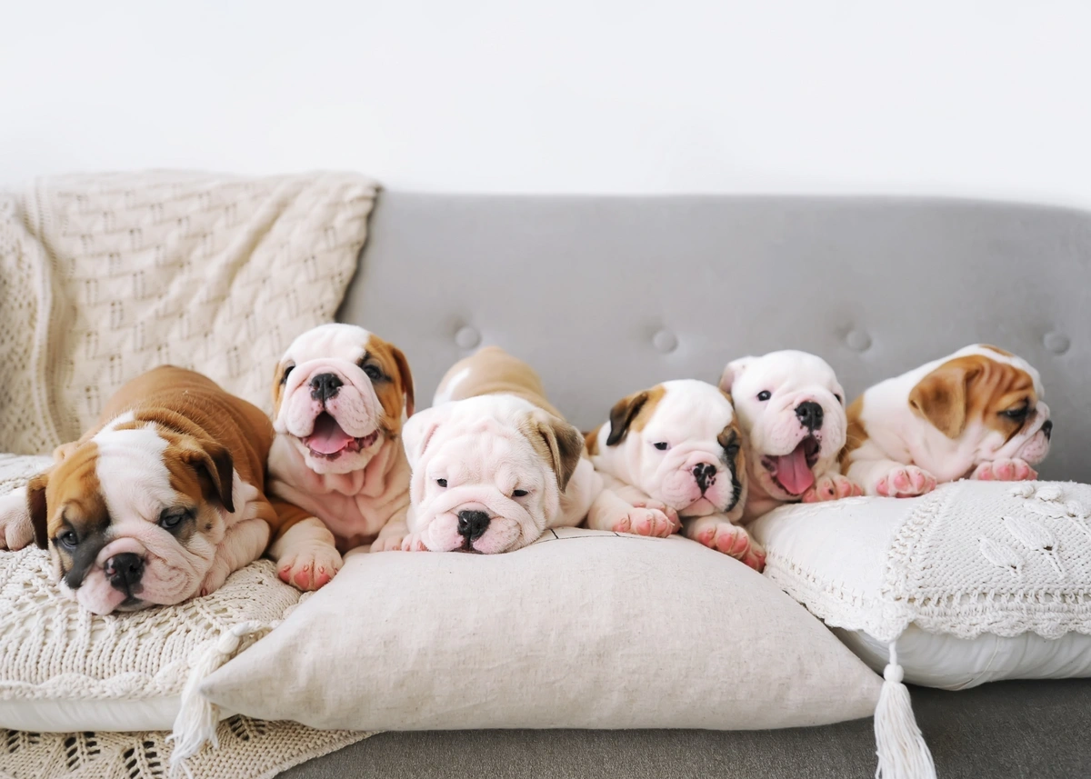 Bulldog puppy