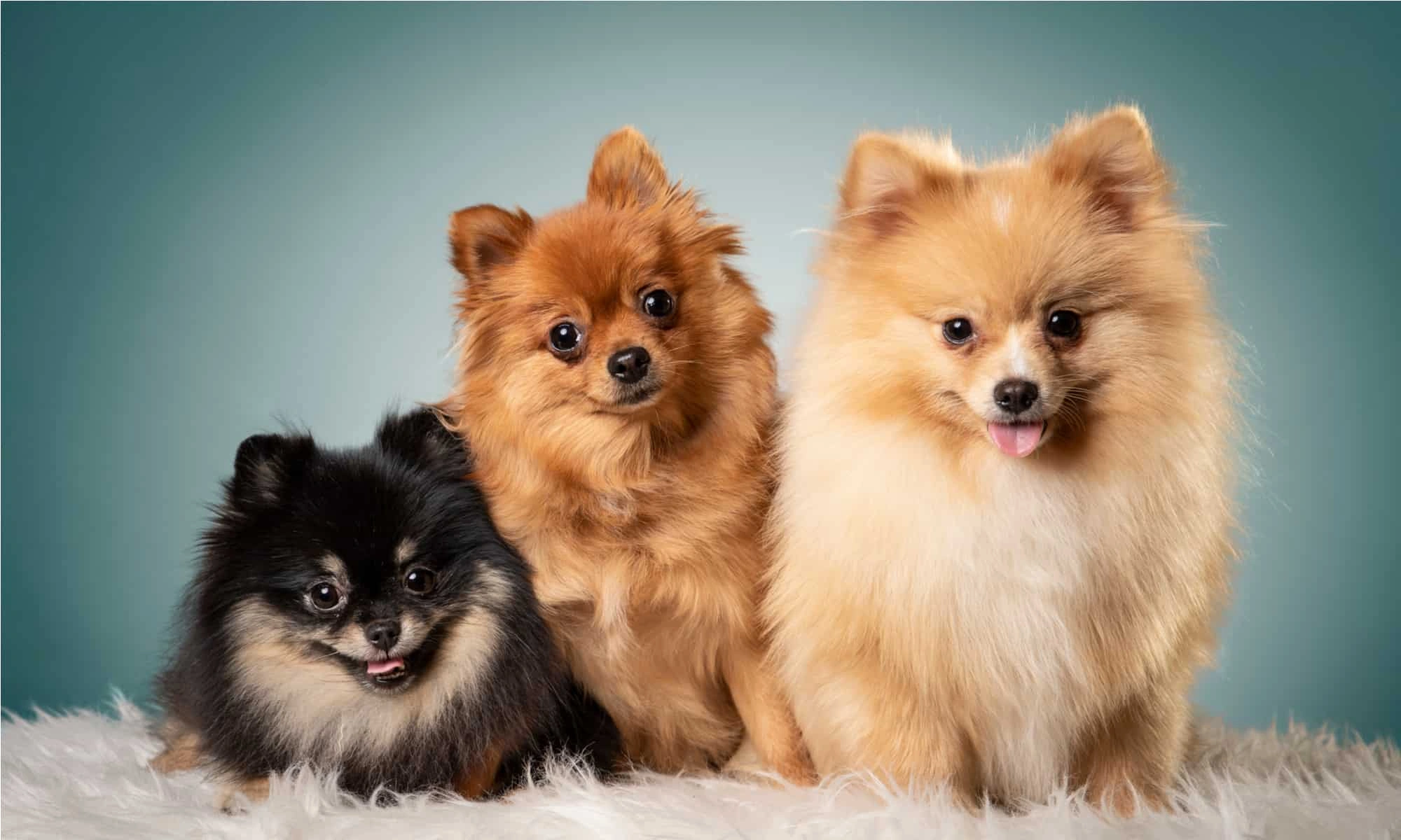 Pomeranian puppy portrait
